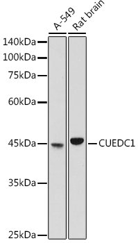 CUEDC1 Rabbit pAb