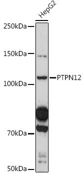 PTPN12 Rabbit pAb