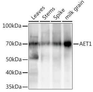 AET1 Rabbit pAb
