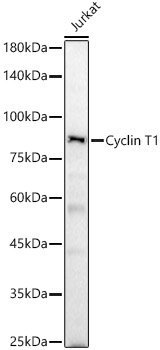 Cyclin T1 Rabbit pAb