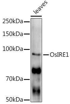 OsIRE1 Rabbit pAb