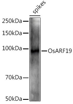 OsARF19 Rabbit pAb