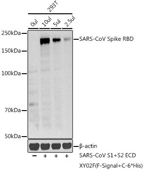 SARS-CoV Spike RBD Rabbit pAb