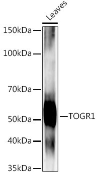 TOGR1 Rabbit pAb
