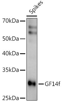 GF14f Rabbit pAb