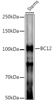 BC12 Rabbit pAb