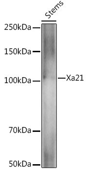 Xa21 Rabbit pAb