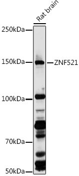 ZNF521 Rabbit pAb