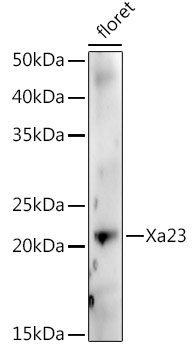 Xa23 Rabbit pAb