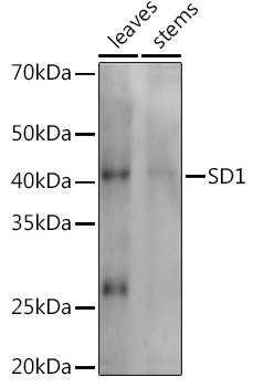 SD1 Rabbit pAb
