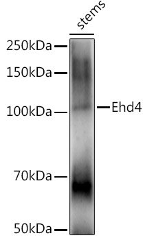 Ehd4 Rabbit pAb