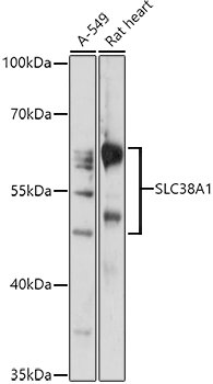 SLC38A1 Rabbit pAb