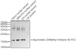 Asymmetric DiMethyl-Histone H3-R2 Rabbit pAb