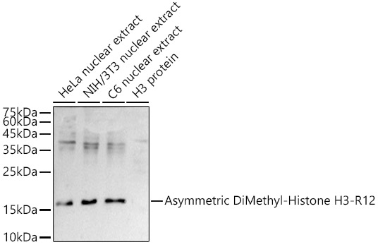 Asymmetric DiMethyl-Histone H3-R2 Rabbit pAb