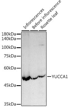 YUCCA1 Rabbit pAb