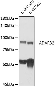 ADARB2 Rabbit pAb