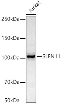 SLFN11 Rabbit mAb