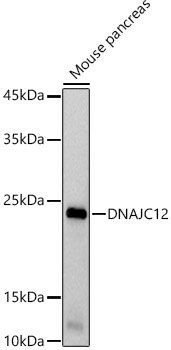 DNAJC12 Rabbit mAb