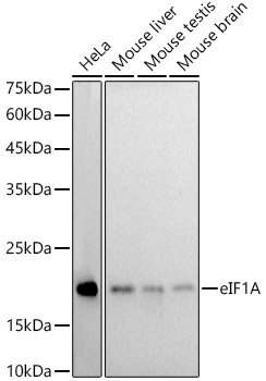 eIF1A Rabbit mAb