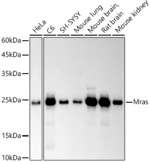 Mras Rabbit mAb