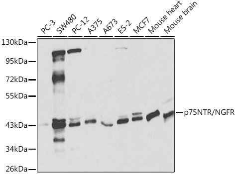 p75NTR/NGFR Rabbit pAb