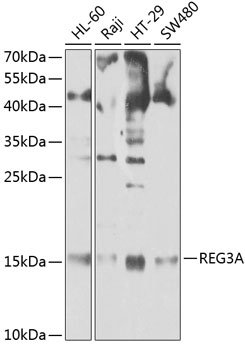 REG3A Rabbit pAb