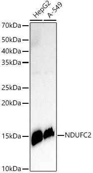NDUFC2 Rabbit mAb
