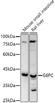 G6PC Rabbit pAb