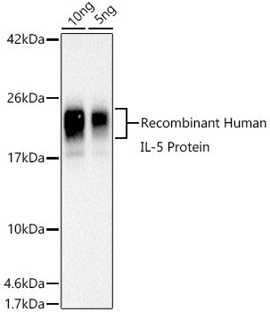 Human IL-5 Rabbit pAb