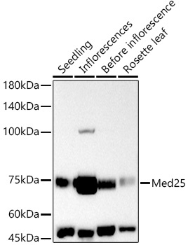 Med25 Rabbit pAb