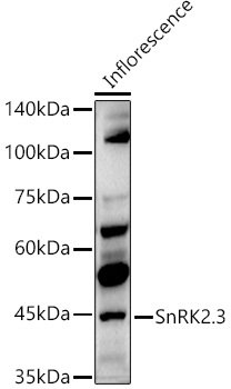 SnRK2.3 Rabbit pAb