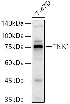 TNK1 Rabbit pAb