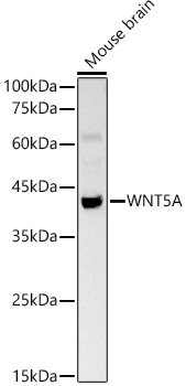 WNT5A Rabbit pAb