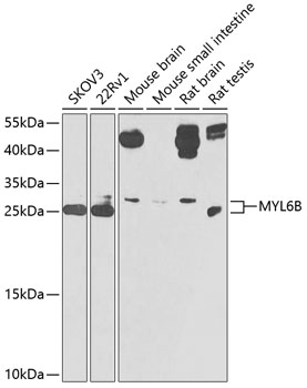 MYL6B Rabbit pAb