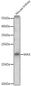 MAX Rabbit pAb