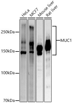 MUC1 Rabbit pAb