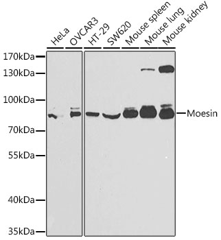 Moesin Rabbit pAb