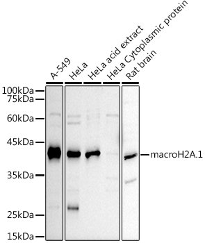 macroH2A.1 Rabbit pAb