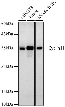 Cyclin H Rabbit mAb
