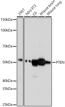 PTEN Rabbit mAb