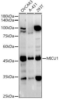 MICU1 Rabbit pAb
