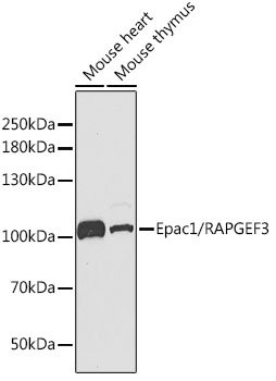 Epac1/RAPGEF3 Rabbit pAb