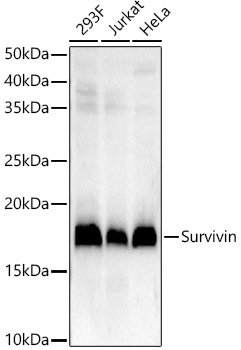 Survivin Rabbit mAb