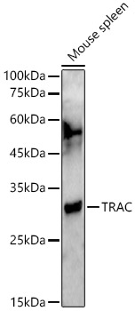 TRAC Rabbit pAb