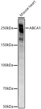ABCA1 Rabbit mAb