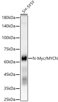 N-Myc/MYCN Rabbit mAb