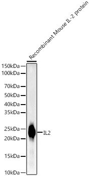 IL2 Rabbit mAb