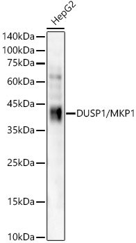 DUSP1/MKP1 Rabbit mAb