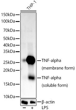 TNF-α Rabbit mAb