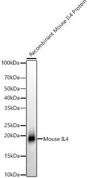 IL4 Rabbit mAb